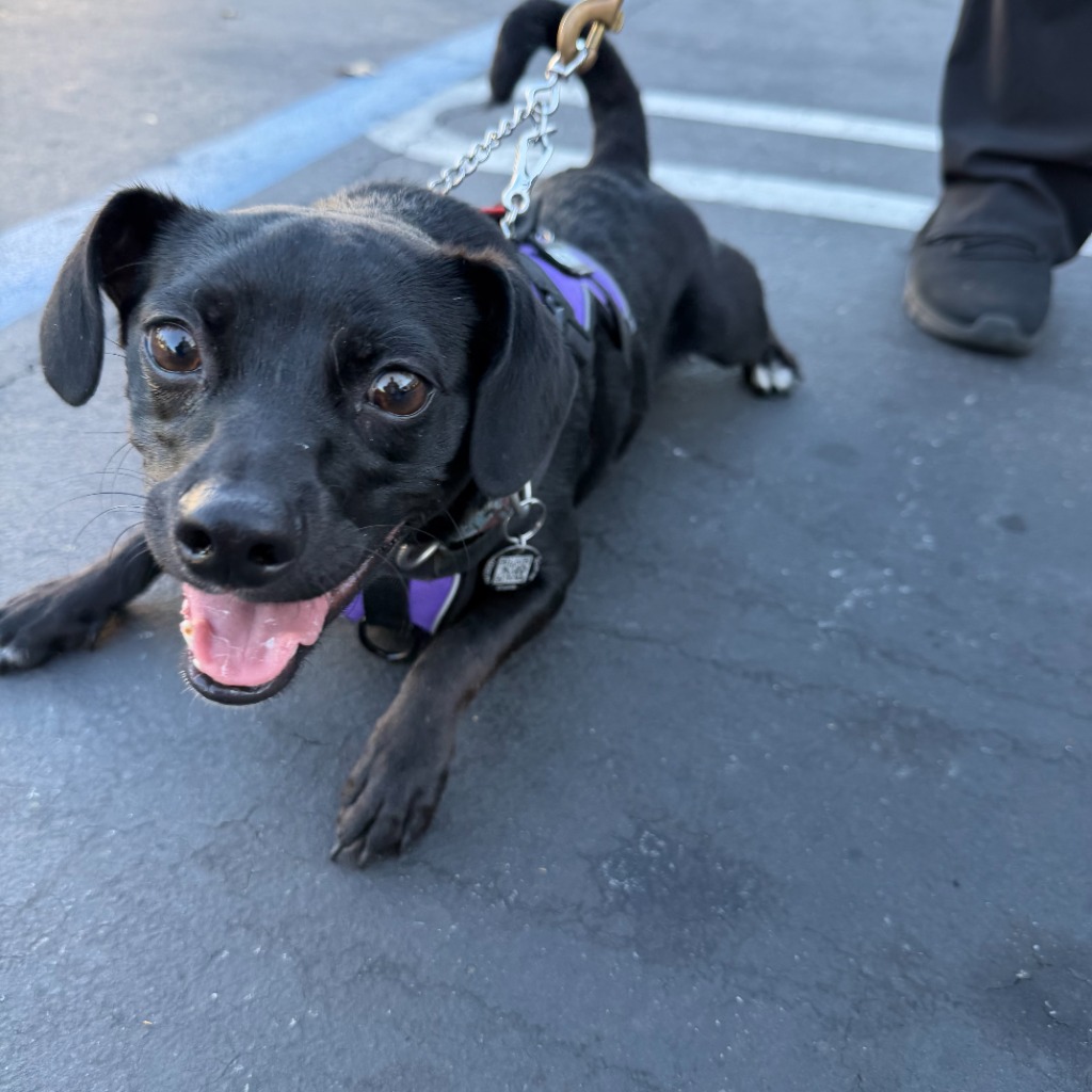 Bulyte Pemberton, Service Dog in Training wearing tactical working vest in a park