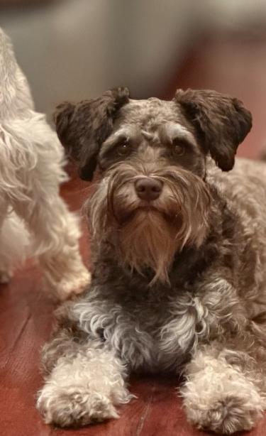 Kahlua Advanced Trained Emotional Support Animal