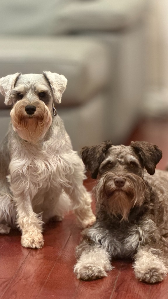 Martini and Kahlua in need of a groom sitting on the couch, probably up to no good