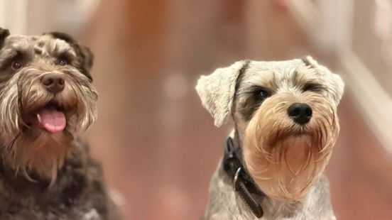 The Dynamic Duo