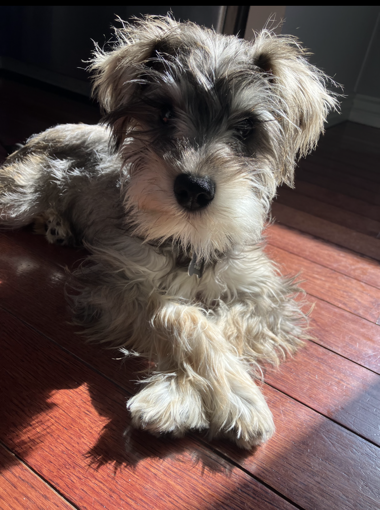 Martini As A Pup