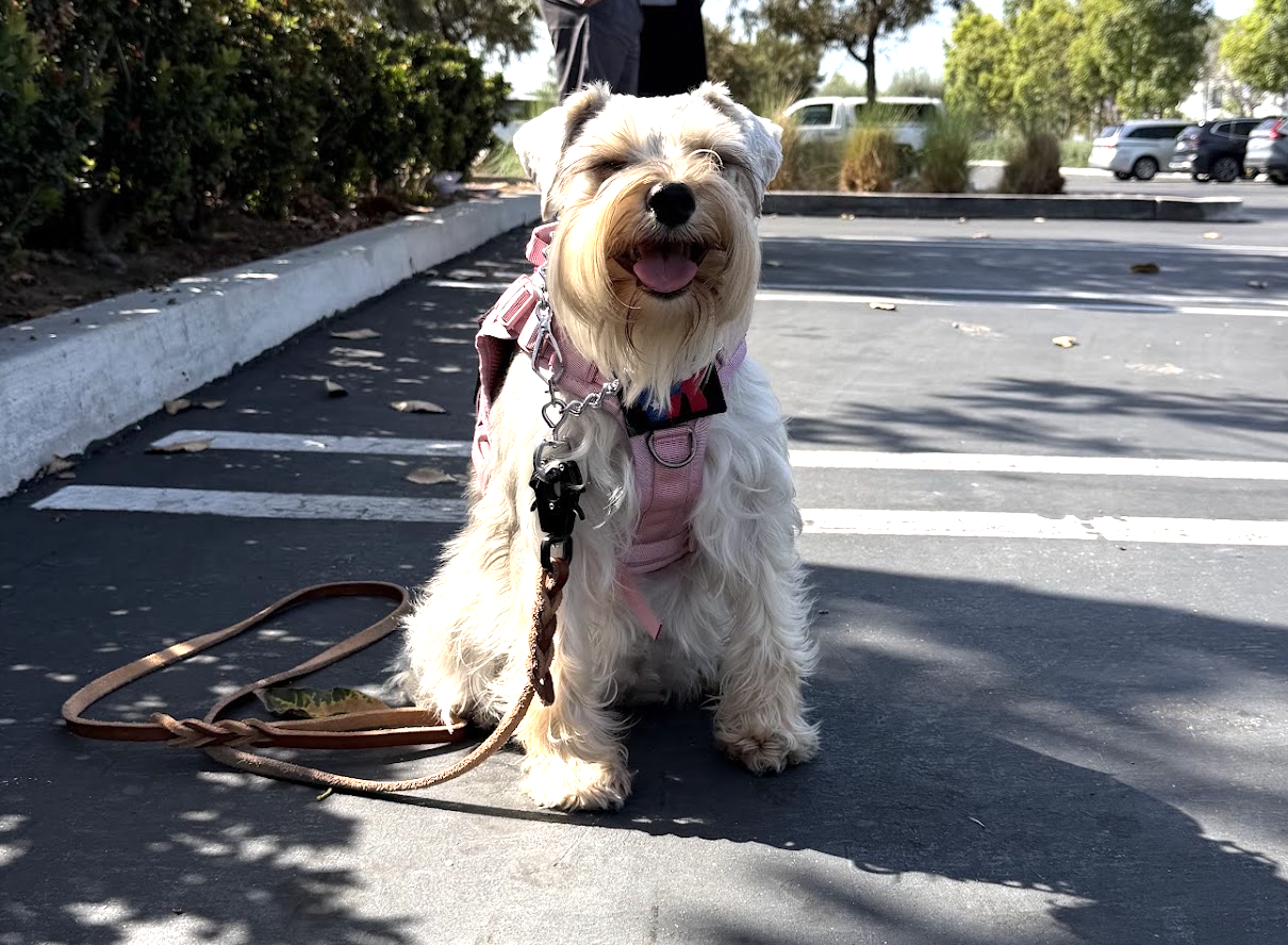 Martini watching the crowd at Disneyland, keeping a protective eye out