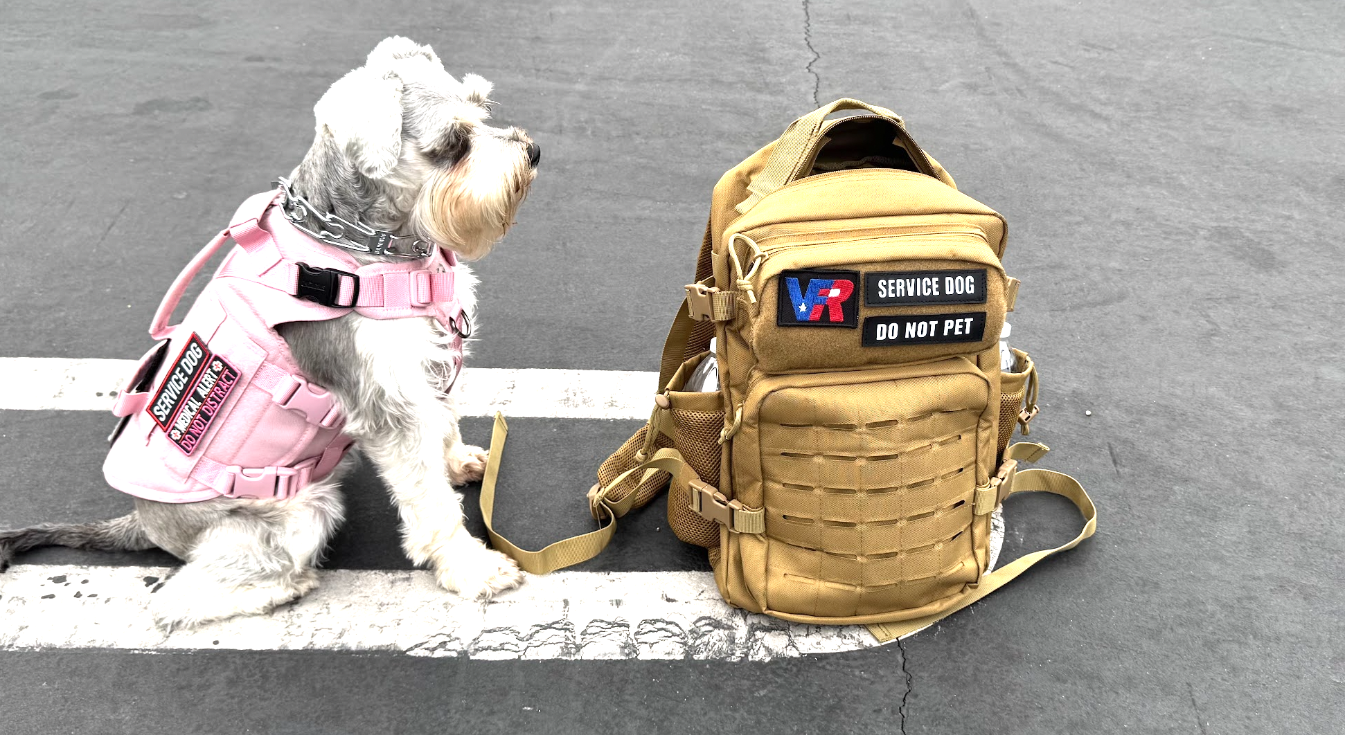 Martini at a restaurant, positioned to watch her handler's back