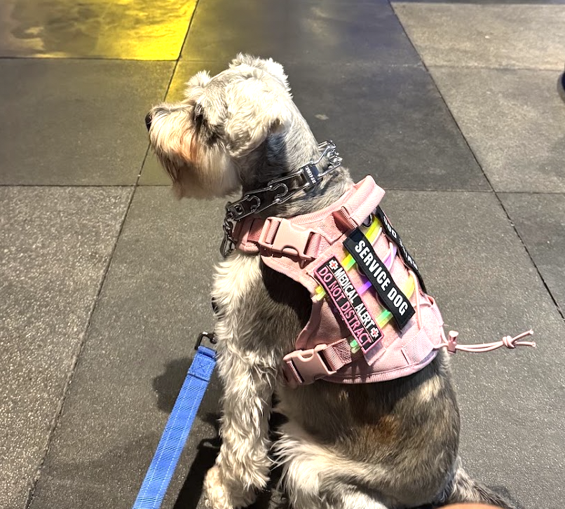 Martini — service dog, companion, lifeline